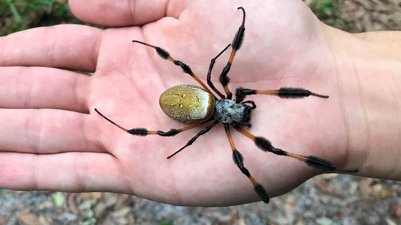 Esta ara&ntilde;a GIGANTE tiene seda DORADA! (ara&ntilde;a banana)