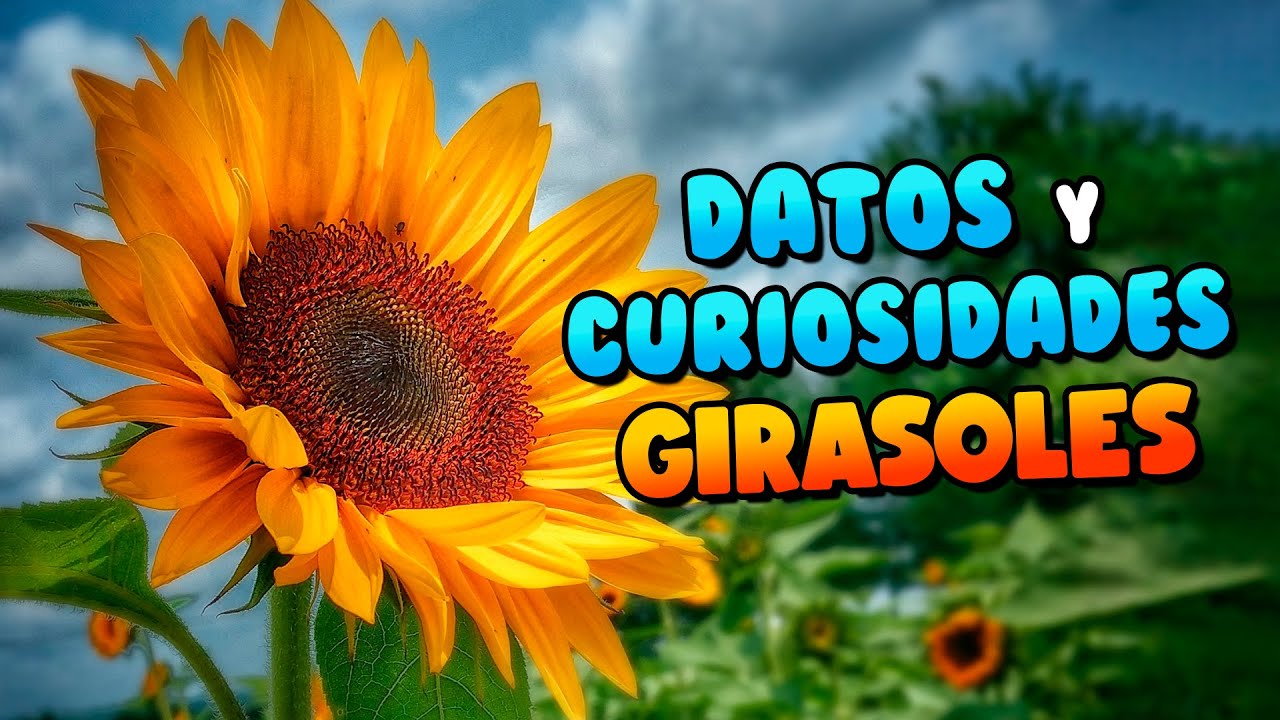 DATOS y CURIOSIDADES de los GIRASOLES que DEBES SABER
