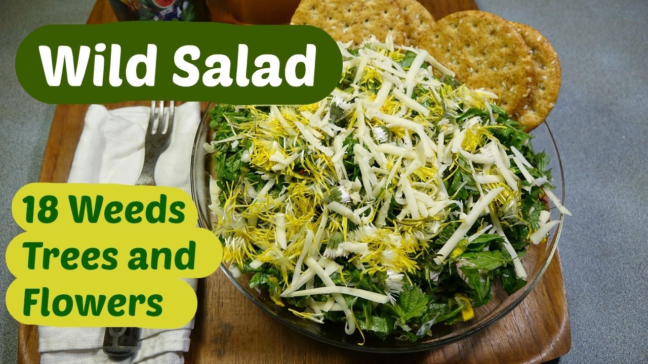 Spring Wild Edible Salad - 18 Weeds, Trees and Flowers