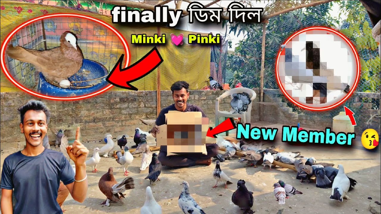 সকাল সকাল বাড়িতে দুটো নতুন অতিথি নিয়ে আসলাম 😘 লাল মুখী ডিম দিল 🔥#myworld #petsvlog