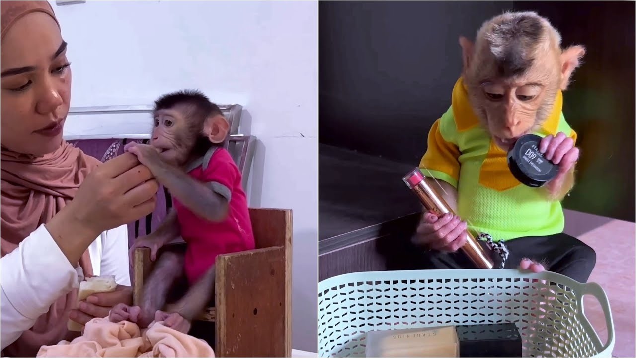 Oh No! Alpha ran away from Mommy because he didn't want his hair cut like Baby Dino's