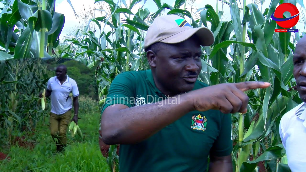 DC NDILE AMVULIA KOFIA MKULIMA HUYU WA KILIMO CHA MAHINDI