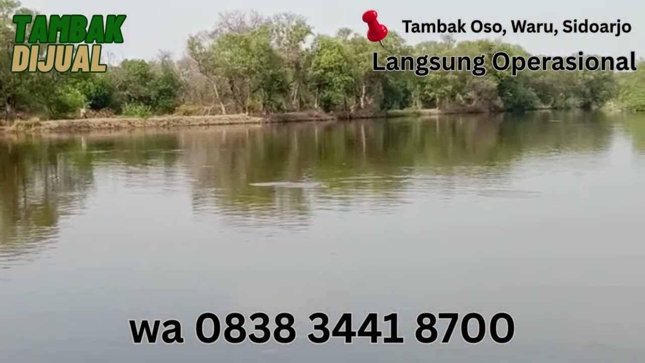 Tambak Bandeng & Vaname Langsung Operasional