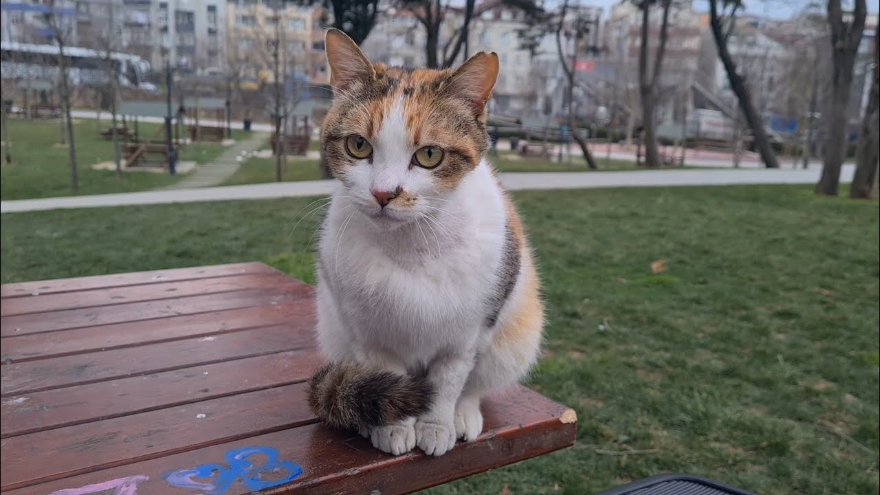 I took the female cat Sweet outside to the park to get some fresh air. Live