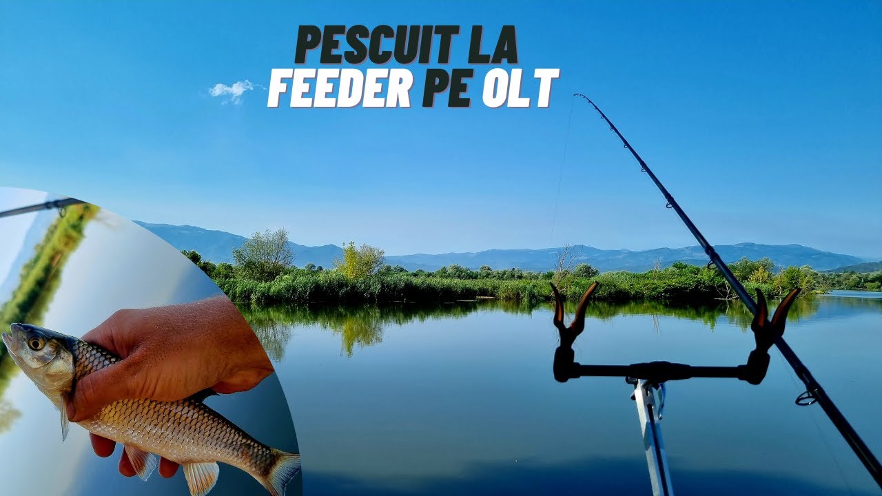 Pescuit la Feeder pe Olt