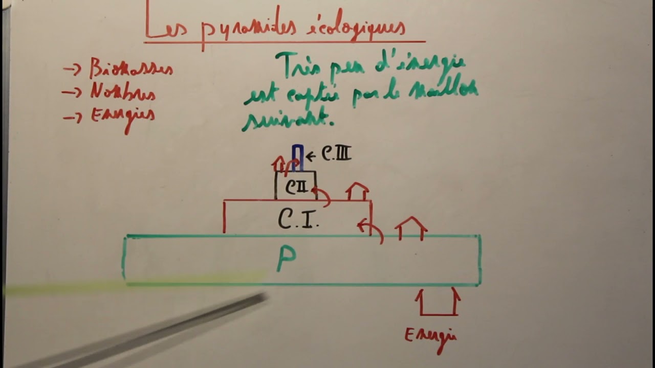Pyramides écologiques