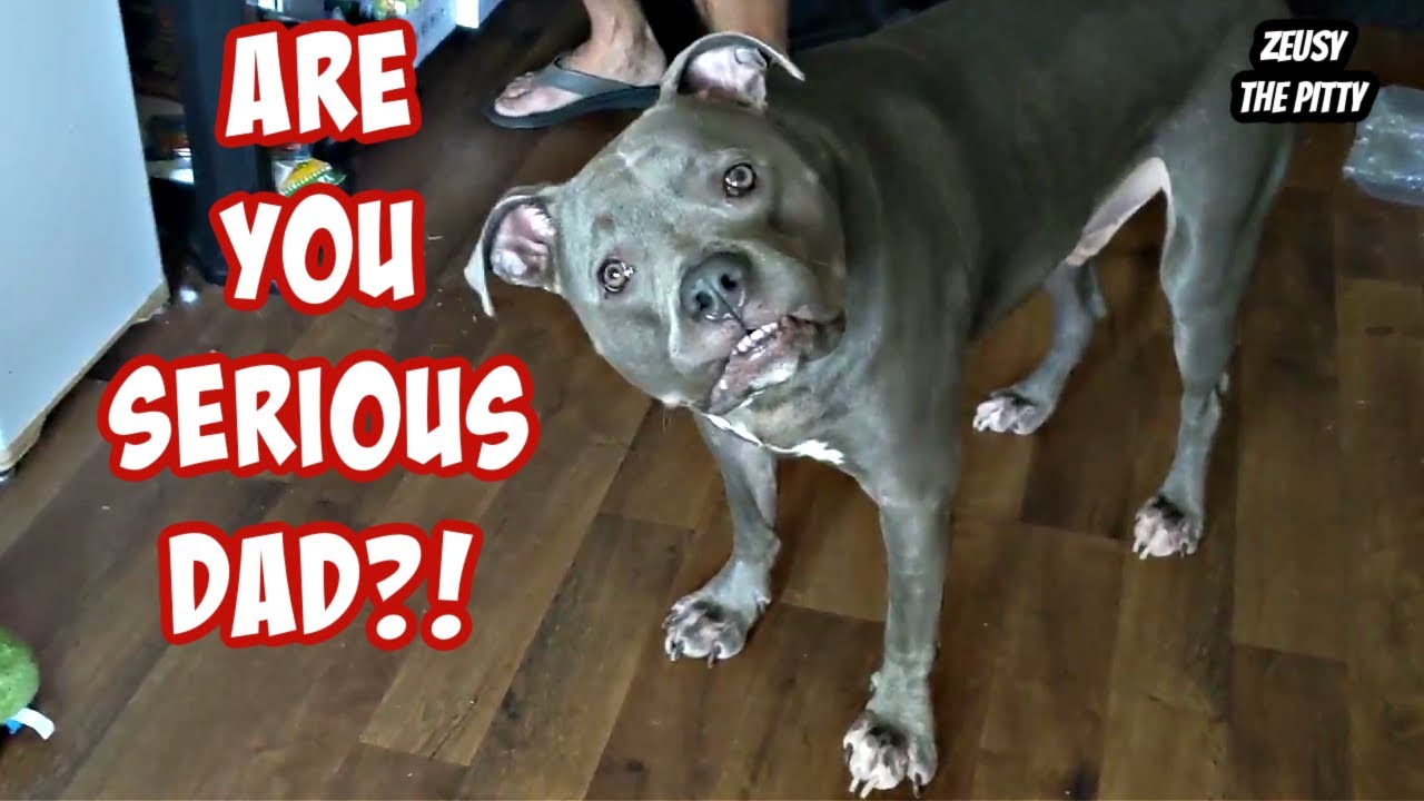 Talking Pitbull Gets So Excited For His Amazon Package!