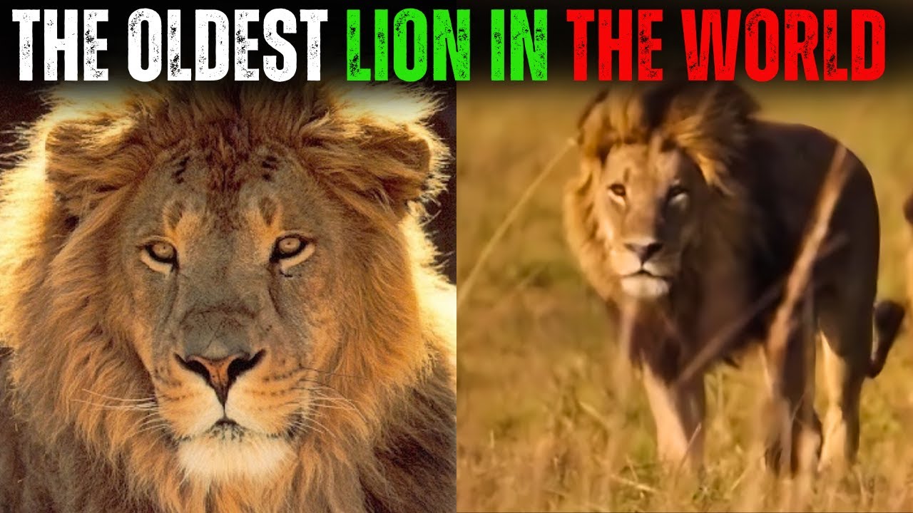 Lion - LOONKITO, THE OLDEST LION IN THE WORLD (19 YEARS OLD)