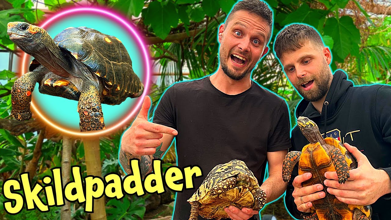 Skildpadderne slipper ud!