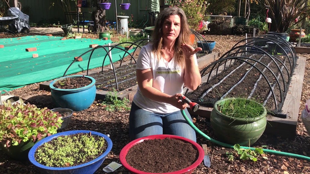 Sow and Grow Baby Lettuce in Containers