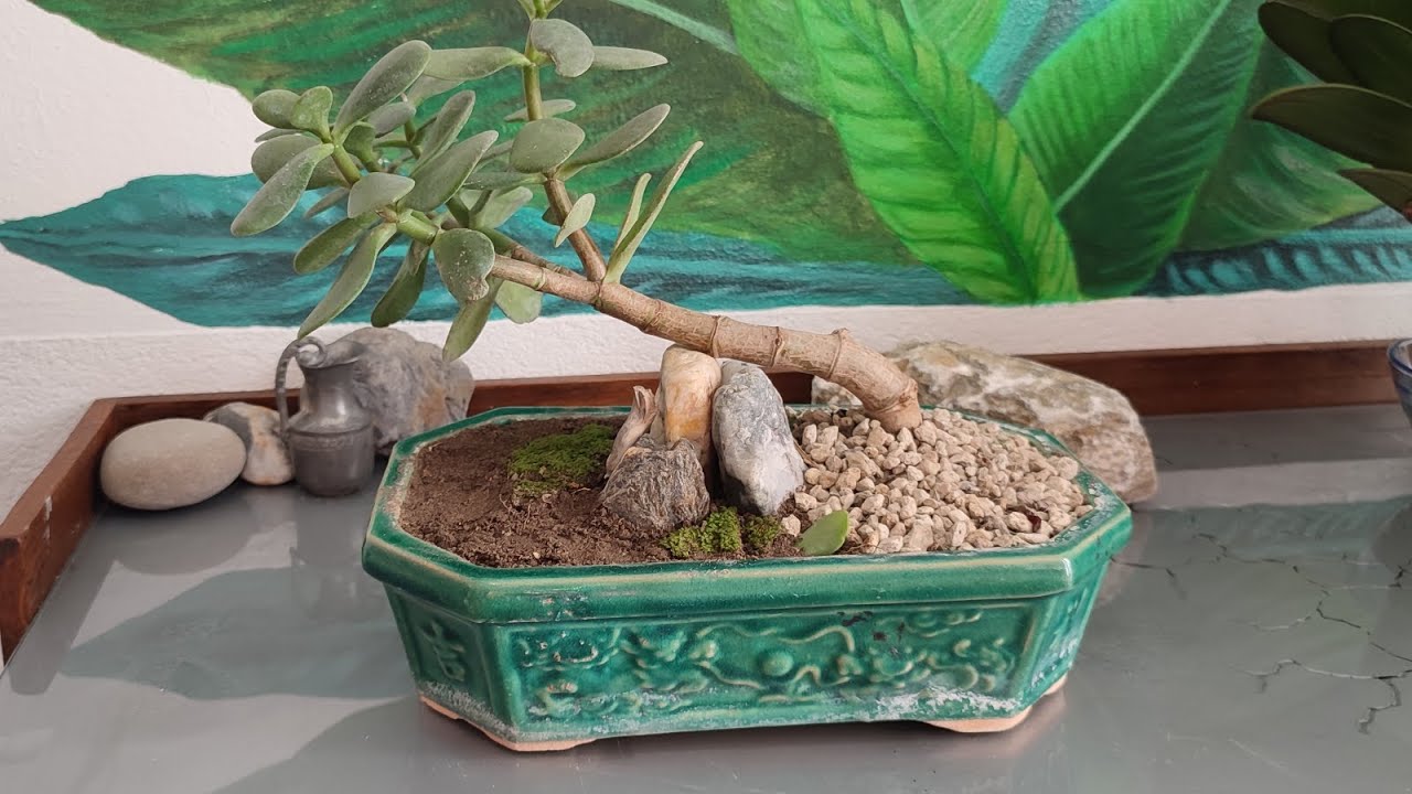 BONSAI CRASSULA OVATA/albero di giada ✨✅ (tutorial semplice per tutti) #bonsai #bonsaitree #youtube