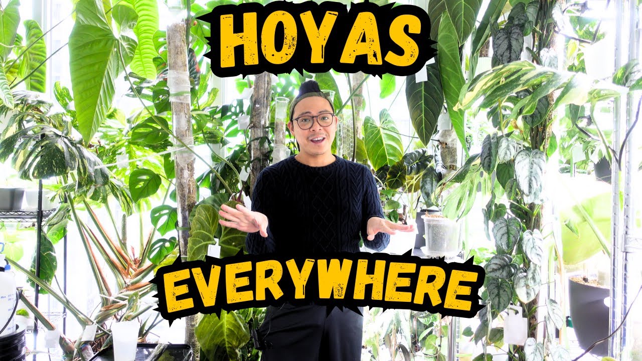 Hoya Love 💚 Hoya Plant Chores | propagation updates, assessments, & more | houseplants I love 🌱