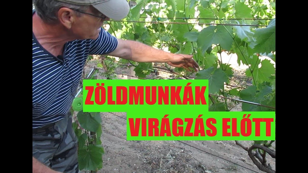 Zöldmunkák közvetlenül a virágzás előtt, zöldoltások védelme