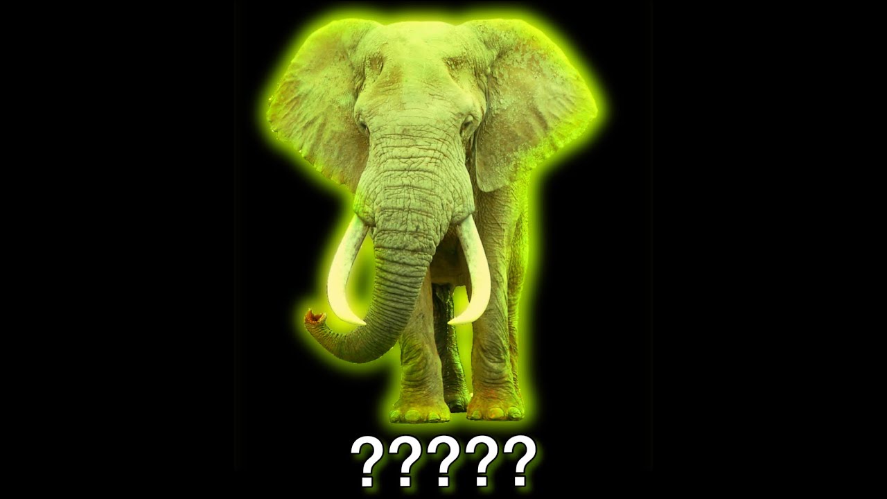 ❗13 MORE Elephant Sound Variations in 35 Seconds❗