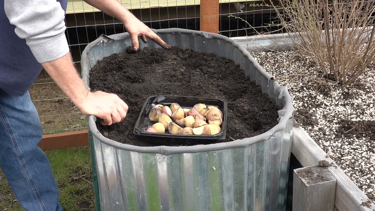 Growing Potatoes In Raised Beds