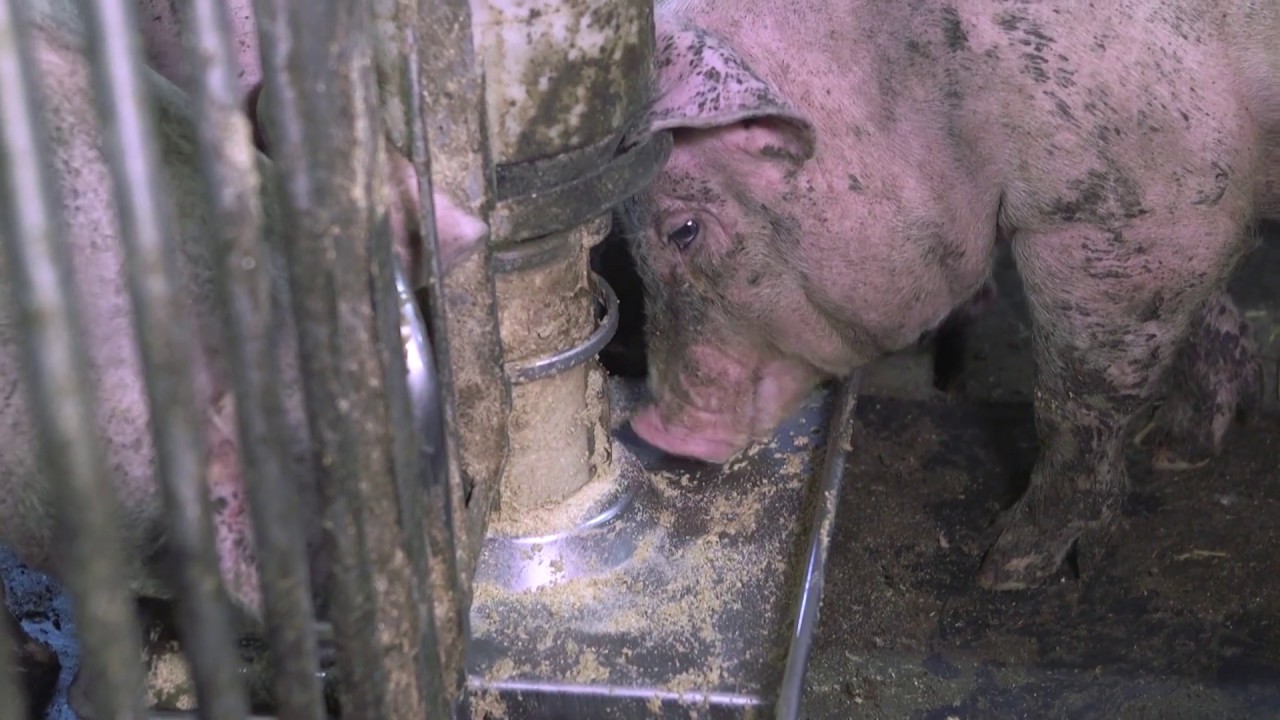 Film 5. Fra sti til steg - spis min gris.