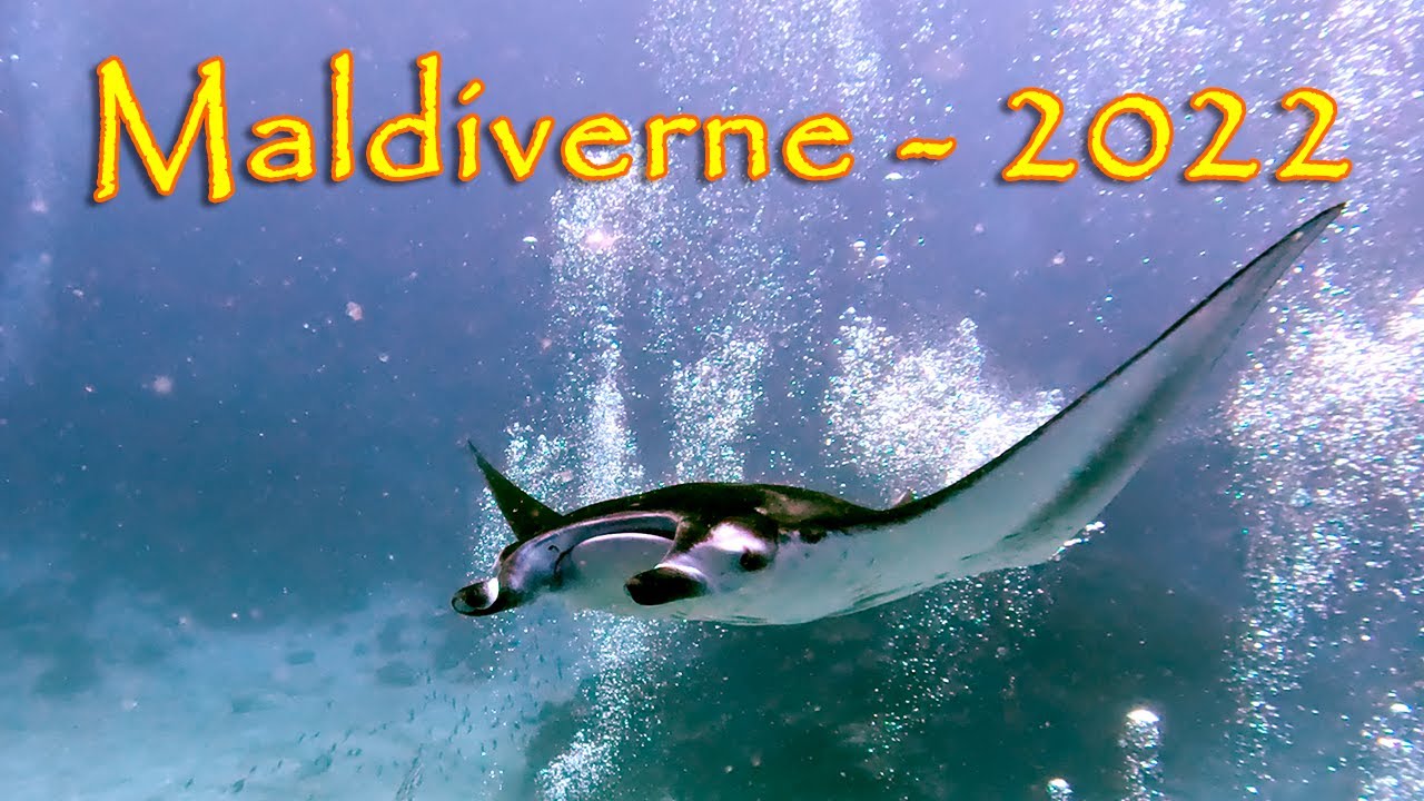 Dykkertur til Maldiverne, nov. 2022
