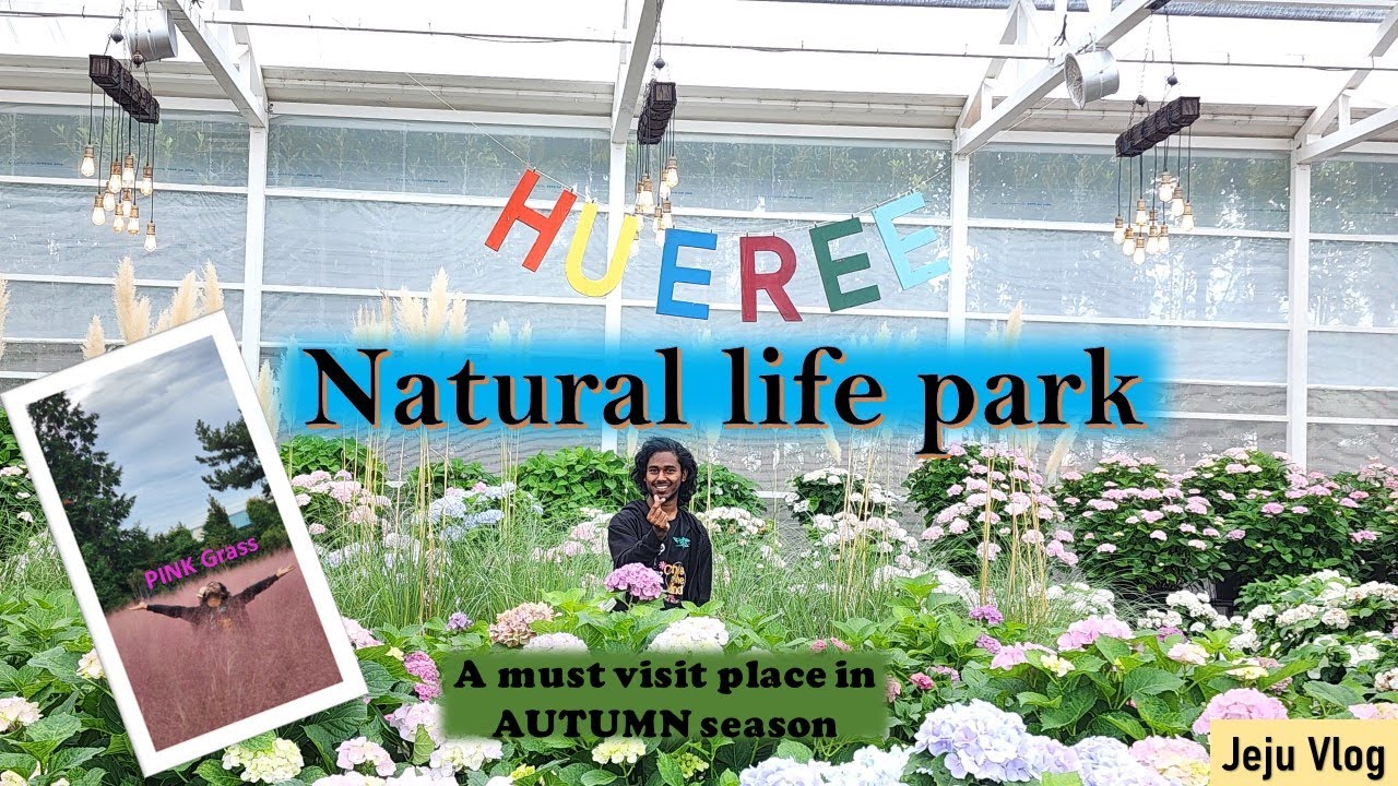 Pink Muhly Garden | autumn | jeju Island, South Korea #tamil  #fallseason  #koreavlog #pinkgrass