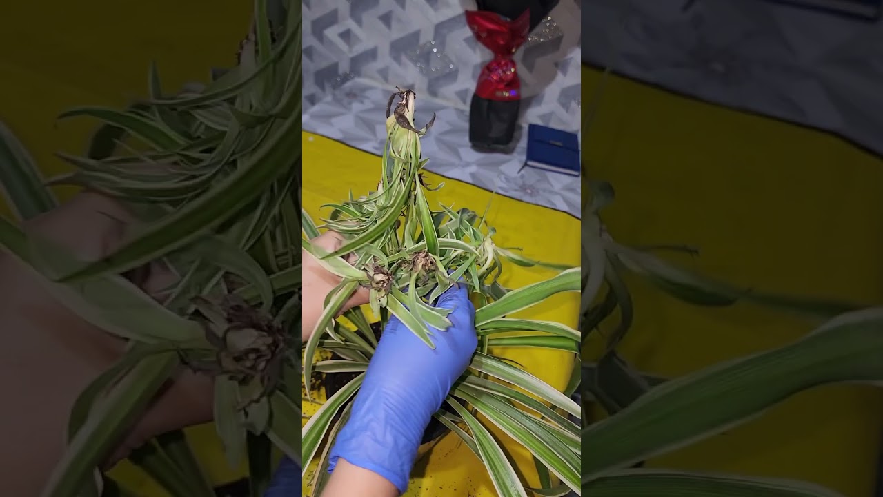 N⁰-325. ХЛОРОФИТУМ  ГУЛИНИ ПАРВАРИШИ ВА КУПАЙТИРИЛИШИ.
