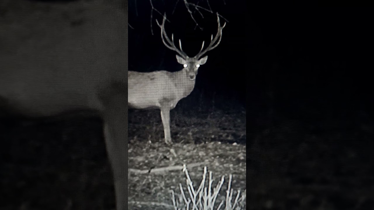 #deer