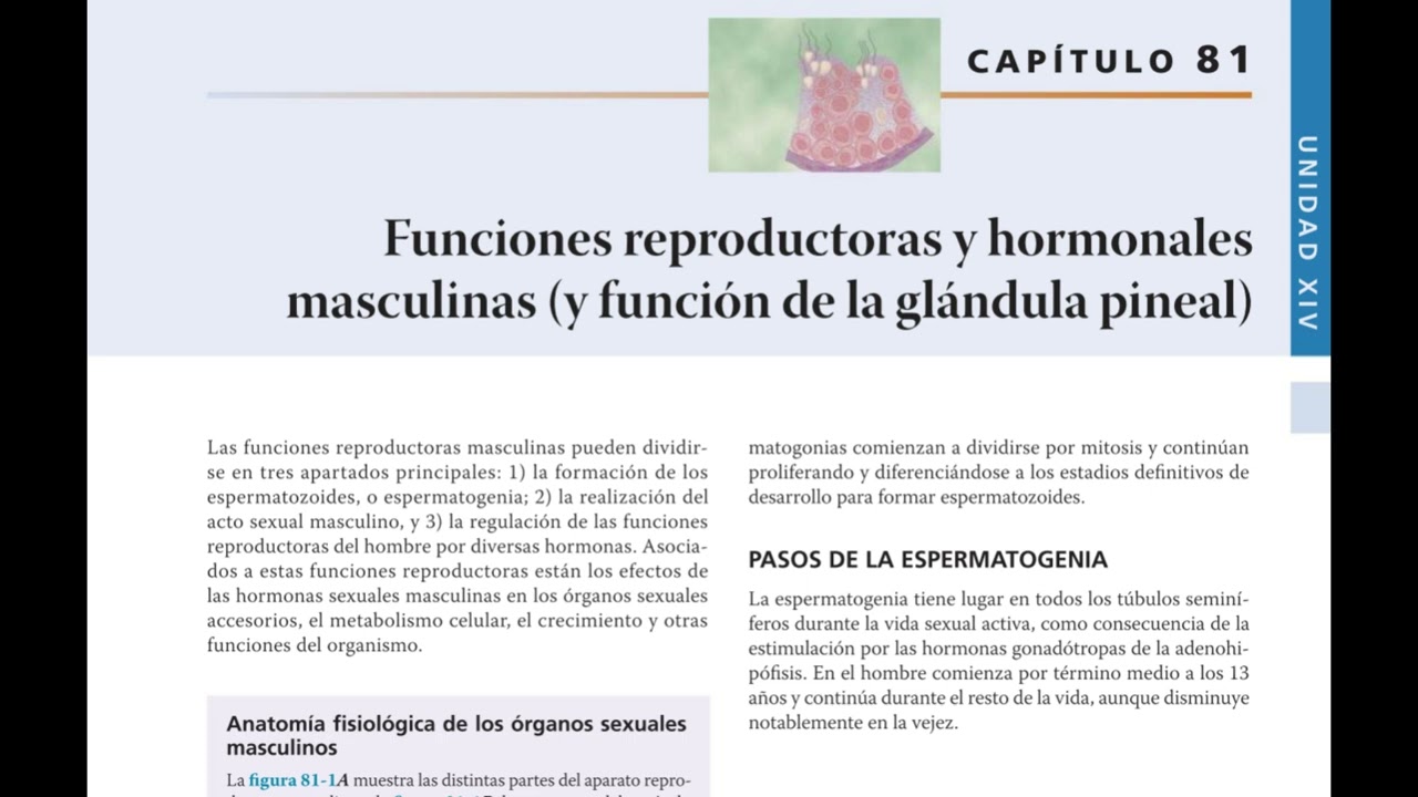 Podcast: Resumen Capítulo 81 – Fisiología Reproductora Masculina | Guyton 14ª Ed.