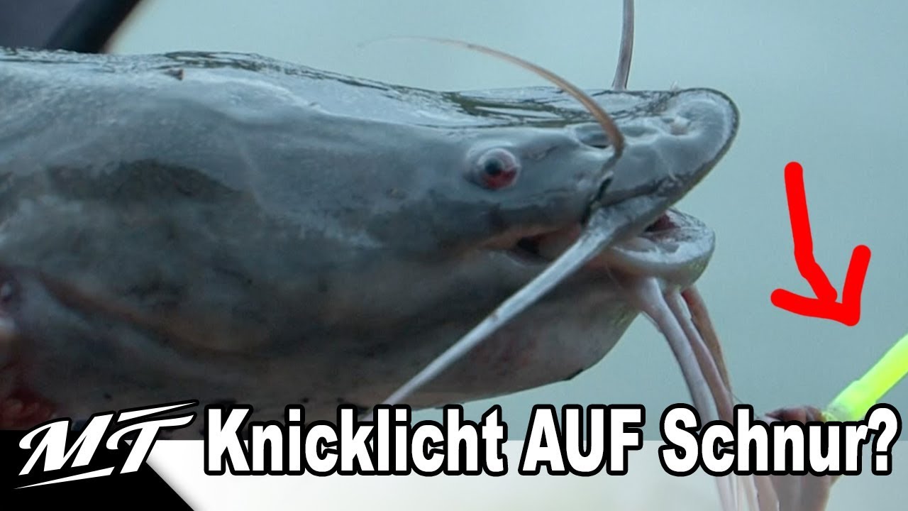 DIE SOMMERALTERNATIVE am FORELLENSEE - Auf AFROWELS mit Fabien Frenzel