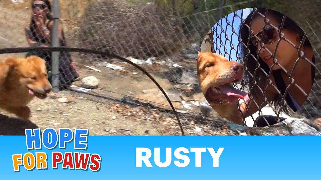 A dog rescue that'll make you smile. Pls share on FB & Twitter. Mobile users - see link below #epic