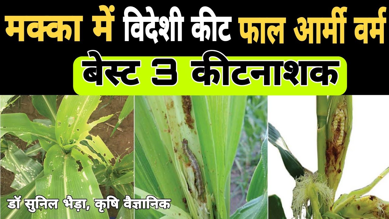 विदेशी कीट मक्का को कर देगा बर्बाद ! Fall Army Worm Control in Maize #Maize #fallarmyworm