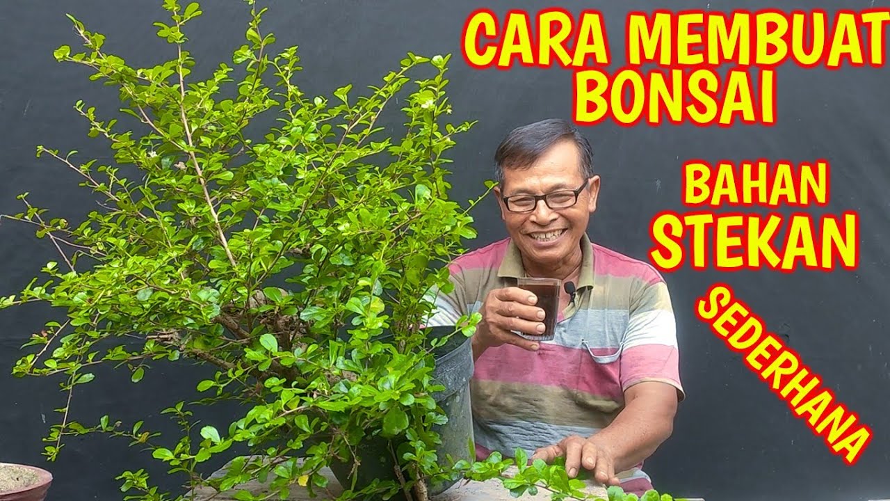 Cara Membuat Bonsai Hokianti Dari Bahan Yang Sederhana