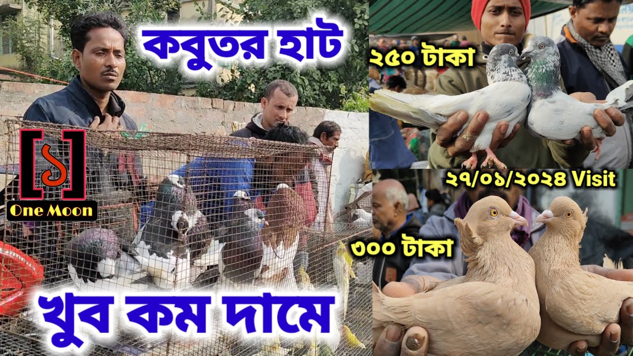 Uluberia pet market | Current Exotic Pigeon's Price Update at Uluberia 27/01/2024 Visit | One Moon