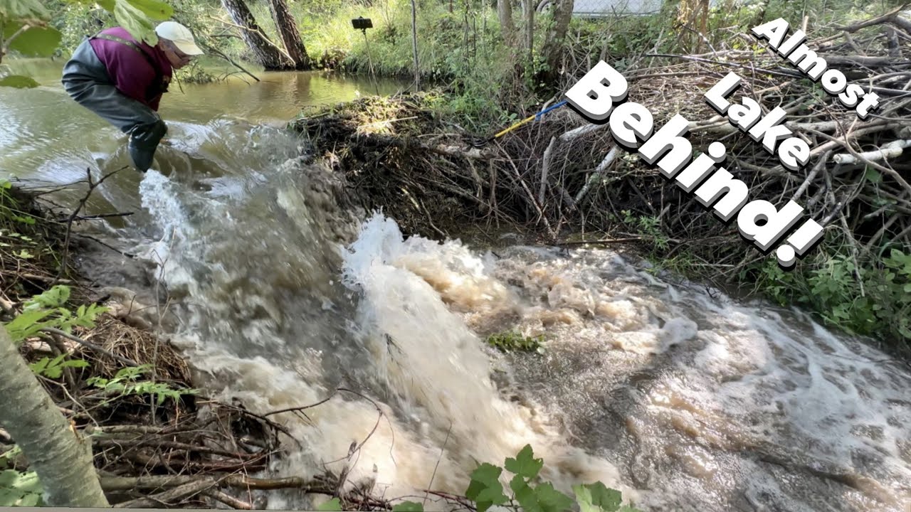 I've DRAINED So much water from the BEAVER DAM!