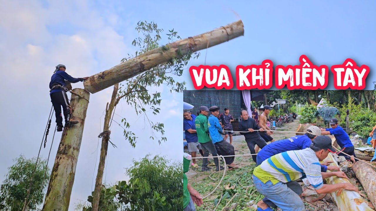 Đứng tim !! Vua Khỉ cưa hạ gốc cây Bạch Đàn siêu to tại An Giang (3/3).
