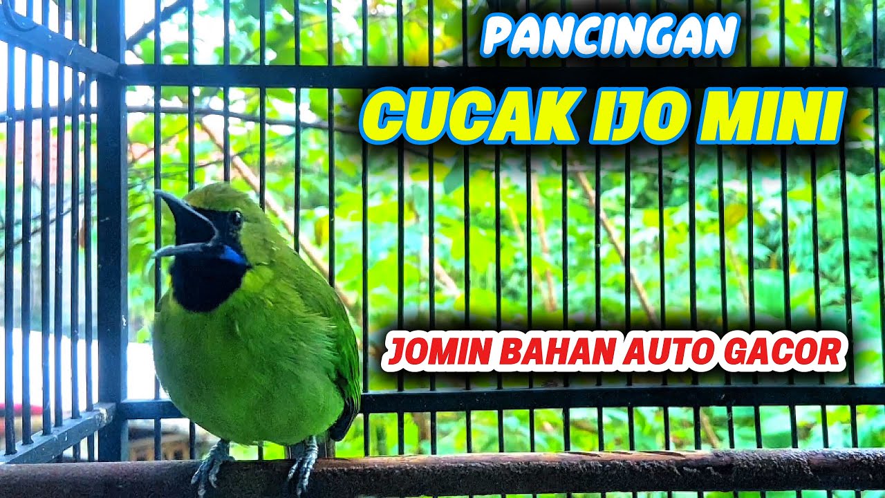 CUCAK IJO MINI 💯 PANCINGAN EMOSI JOMIN BAHAN CEPAT GACOR 💯AMPUH