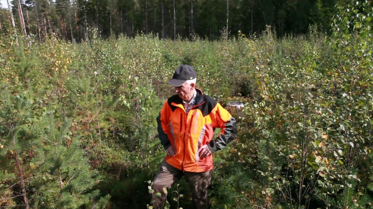 Skogspodden - S&aring;dd utan markberedning