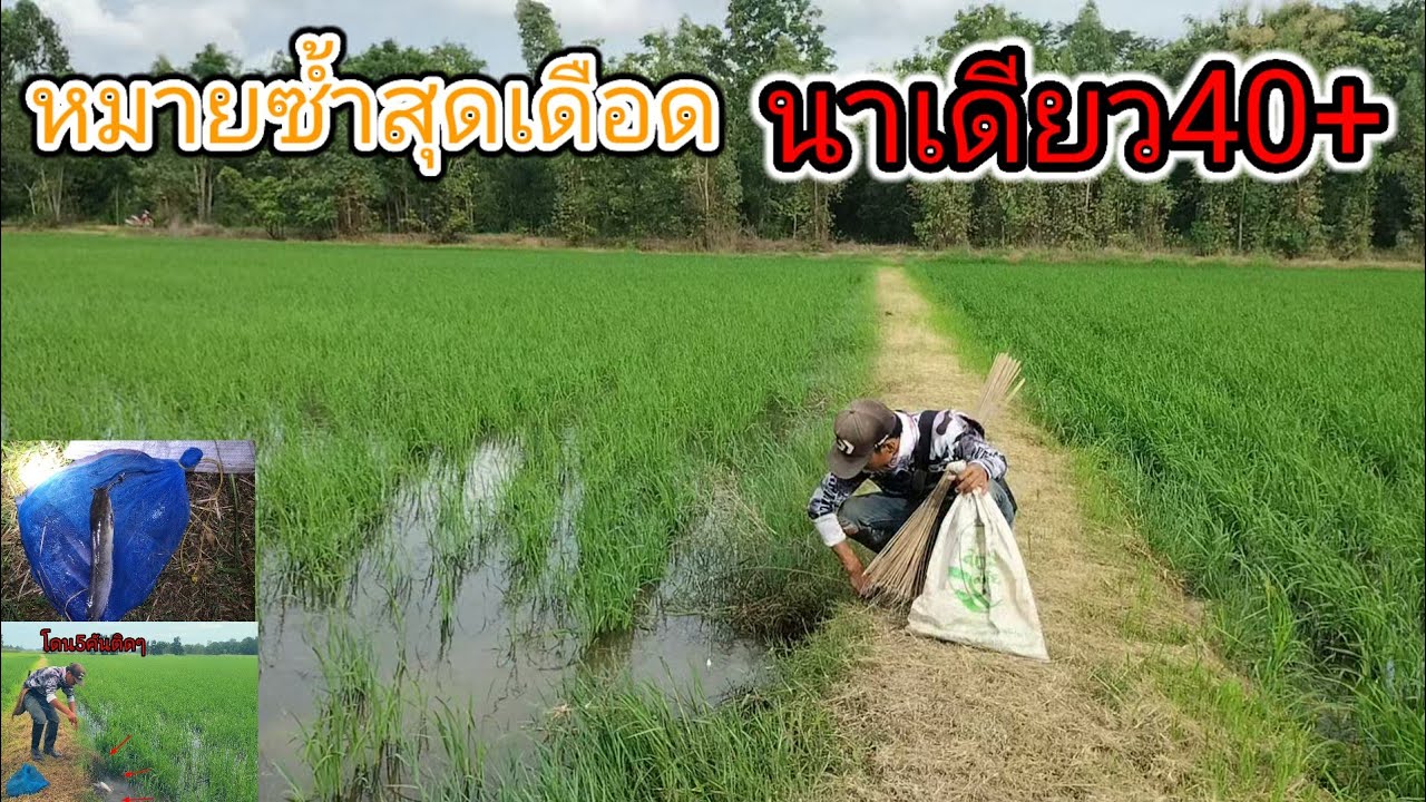 หมายเดียว40+ปักเบ็ดซ้ำหมายนาข้าวดำที่ปลาชุมสุดๆกินดุเดือดเหมือนหมายใหม่