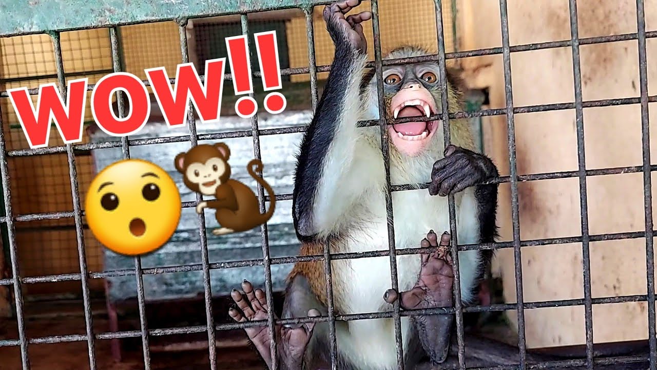 Bibi Funny Monkey!😯🐒 #monkey #funnyanimals #cuteanimals #wildlife #animals #grooming #viral #nature