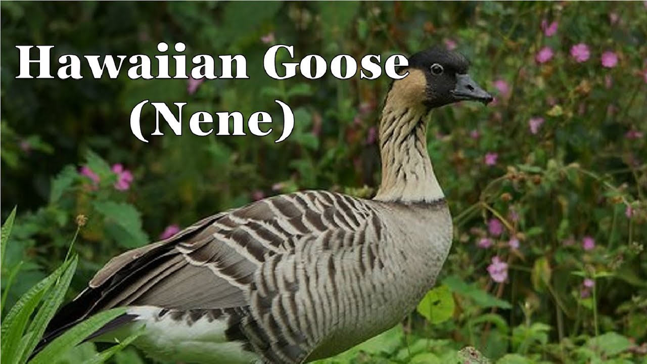 Hawaiian Nene Goose
