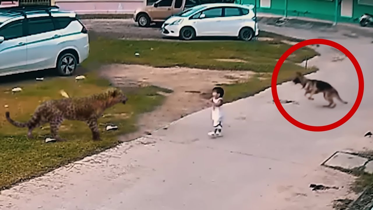 НАСТОЯЩИЙ ГЕРОЙ!!! Собака, готовая рискнуть жизнью ради мальчика.