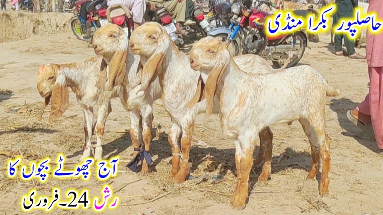 Hasilpur bakra mandi latest update/makhi cheene breeder bache/Shahzad Shah Official