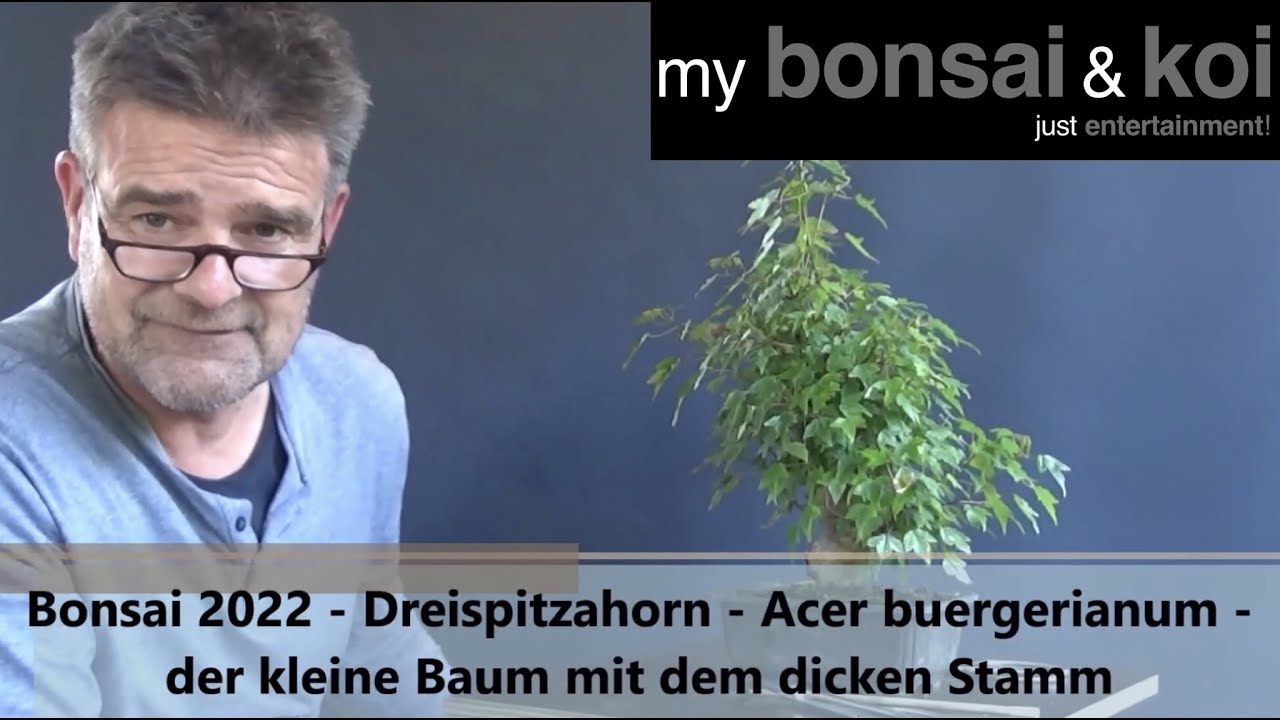 Bonsai 2022-18 - Dreispitzahorn - Acer buergerianum - der kleine Baum mit dem dicken Stamm