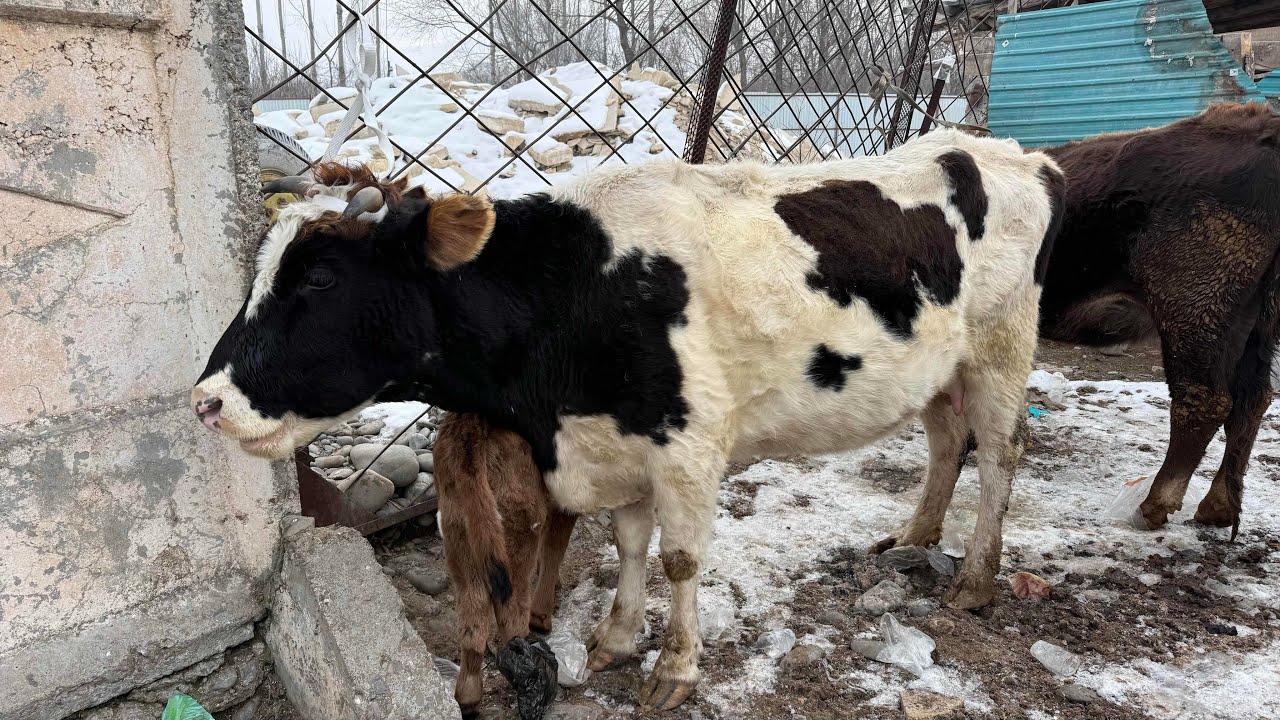 СААН УЙЛАР КУНАЖЫН УРГААЧЫ ЭРКЕК ТОРПОК БААЛАРЫ 🤯#байтв 