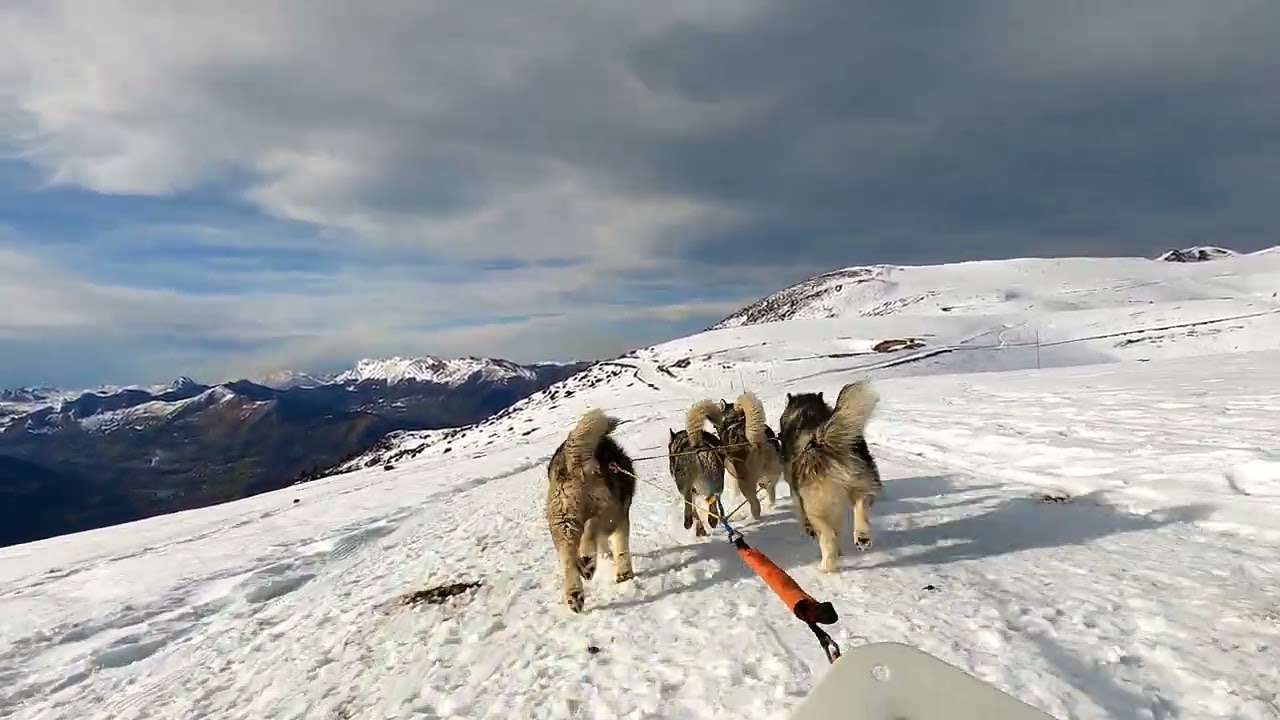 Très belles conditions à Hautacam pour les 4 Malamutes : piste dure, temps frais, et soleil