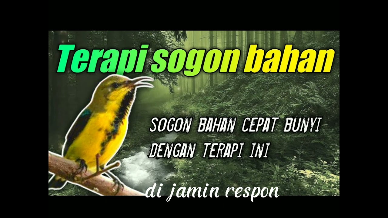 terapi sogon bahan....... sekali putar buka paruh*kicau recehan*.