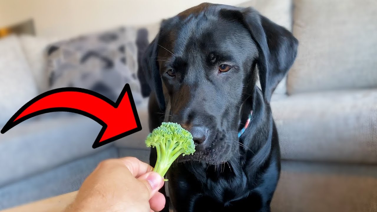 My Labrador Reviews Different Types of Food!!