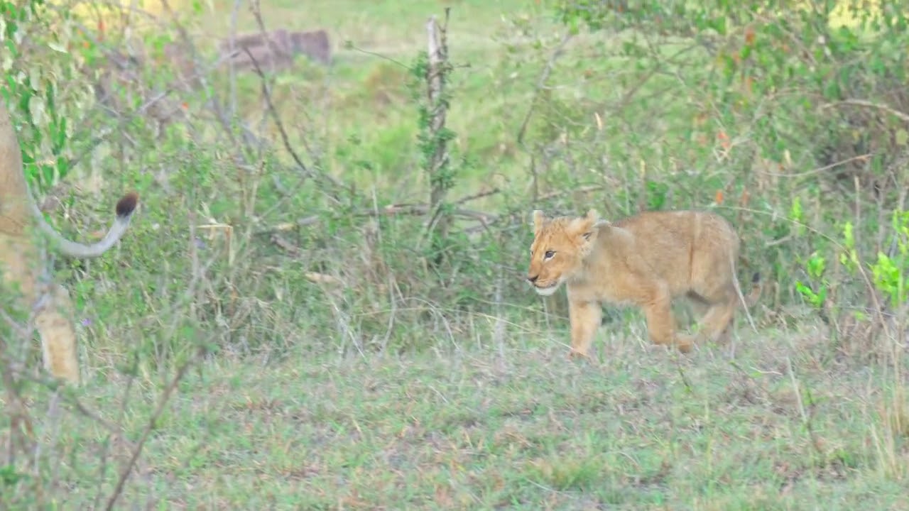 Small energetic lion cubs get attention from the larger members of the Topi pride. Masai Mara 4K HDR