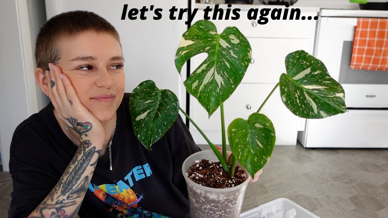repotting my monstera thai constellation for the 17th time