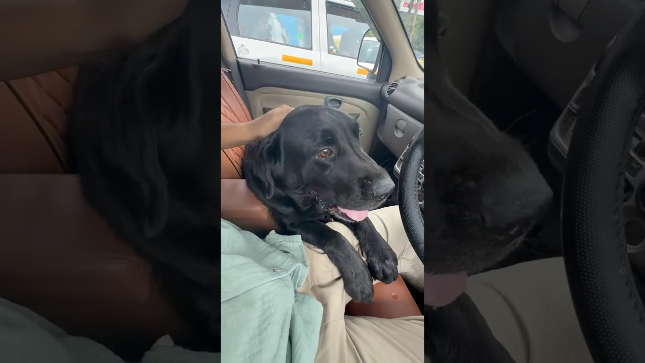 Lucky Ki Reports Aa Gai😢 #doglover #lucky