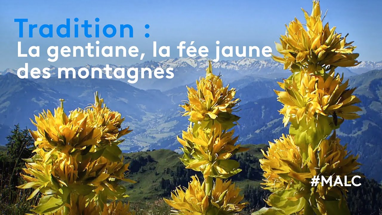 Tradition : la gentiane, la fée jaune des montagnes