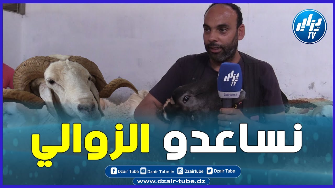 شاهد ... سوق بيع الكباش سانكوري بالحراش ... حنا عندنا سلعة وسومة... لتشوفها بالعين تلقاها عندنا