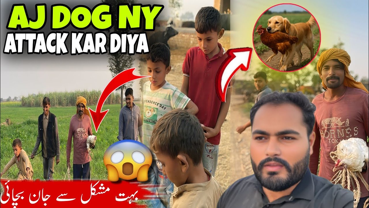 Dog Ny Attack Kar Diya😱 | مرغی کی بہت مشکل سے جان بچائی